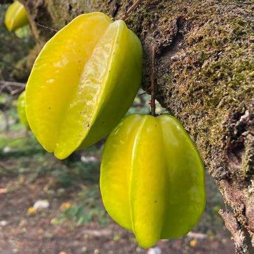 Semi di carambola, esotiche resistenti Averrhoa carambola, esotici semi di per il giardino da fresca 80pcs
