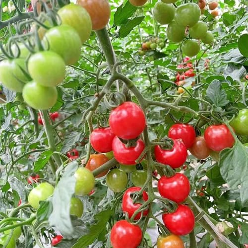 tomatensamen freiland, bio garten winterhart mehrjährig stauden balkon seltene hochbeet 300pcs