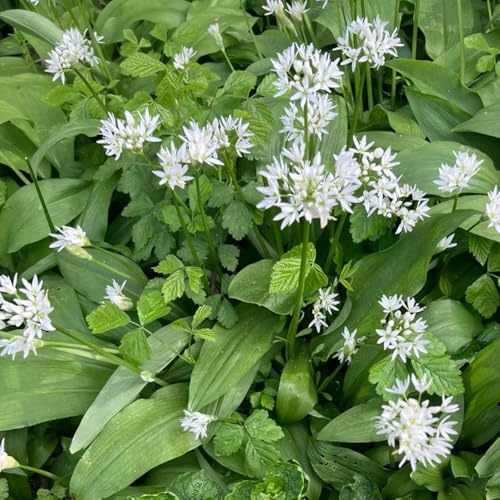 Semi di aglio selvatico resistente, balcone, aiuole rialzate da giardino 250pcs
