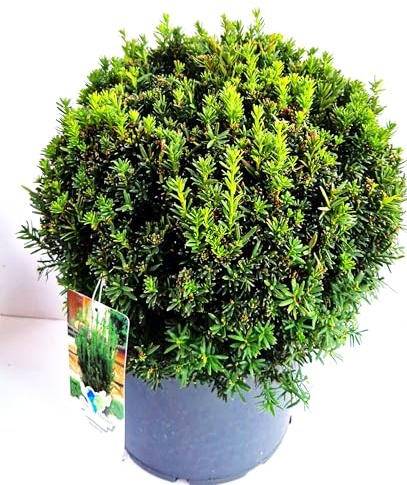 nicht fruchtende Eibe Taxus media Hillii 35-40 cm Kugel im 12 Liter Pflanzcontainer
