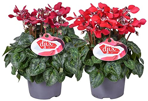 Set de 2 Cyclamen Violeta Alpes Ideales para Terraza y Jardín