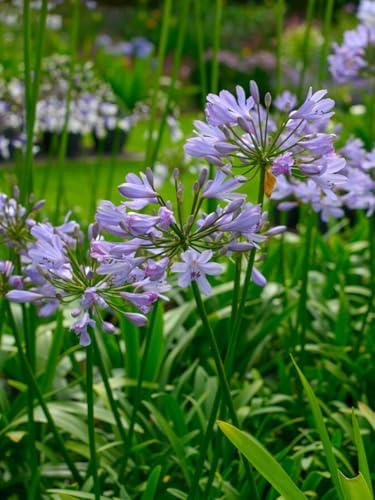 Agapanthus Lilac Flash | 1 Stück | Schnittblume | Topfpflanze | Geeignet für Kübel | Lila | 100% Blütegarantie | QFB Gardening