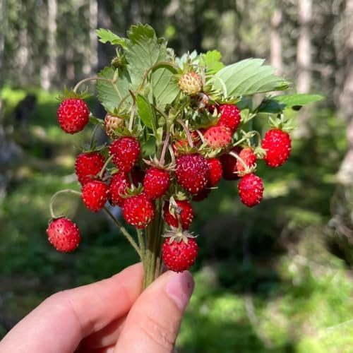 semi di fragola selvatica, raro biologico, varietà antiche, 1000pcs
