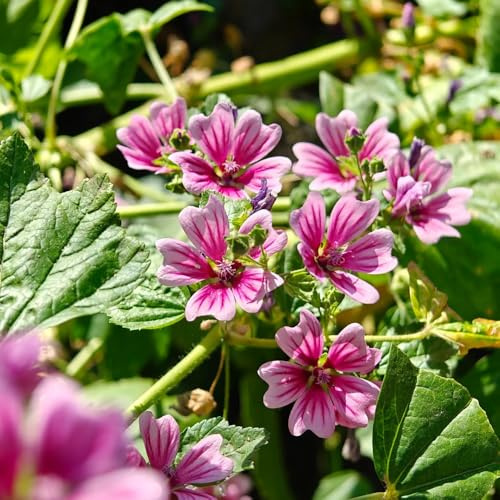 semi di malva in vaso varietà antiche biologiche raro giardino 350pcs