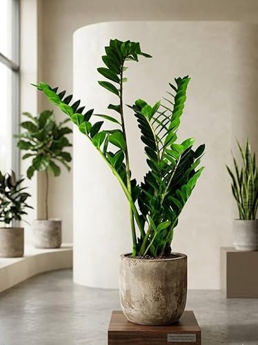 Zamioculcas Zamiifolia – Glücksfeder ca. 90cm, XXL Zimmerpflanze, pflegeleicht