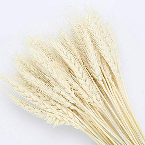 YIWOYI 15 flores artificiales en jarrón, hierba de pampas grandes, pequeñas pampas secas, decoración comunitaria para el hogar, hotel, boda (15 piezas de trigo beige)