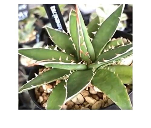 Stk - 10x Agave garciae mendozae Agaven Garten Pflanzen - Samen ID682 - Seeds & Plants Shop by Ipsa