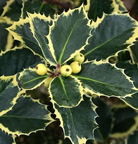 Gelbbunte Stechpalme Aurea 40-60cm - Ilex aquifolium - lebende Gartenpflanze aus den Baumschulen