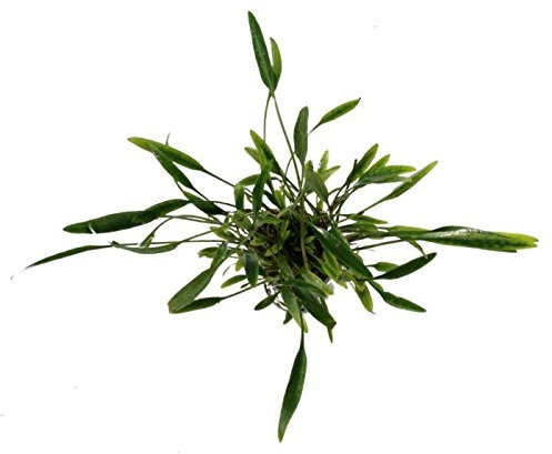 Cryptocoryne nevilli - 1 ramo - Planta de acuario vivo