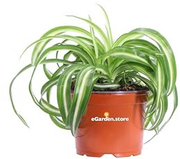 Pianta di Clorofito Pianta di Chlorophytum Comosus Bonnie pianta da interno Pianta Ragno pianta ornamentale a foglia variegata pianta vera venduta da eGarden.store (Vaso 12 cm)