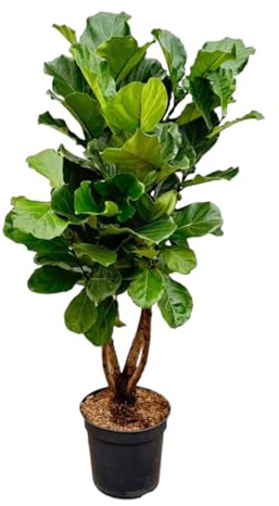 Trendyplants Ficus Lyrata ramificato, pianta di tabacco, pianta da appartamento, altezza 190-210 cm, dimensione del vaso Ø32 cm