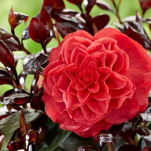 Camellia Japonica ‘Femme Fatale’ – Stunning Red Double Flowers, Unique Wine-Red Foliage, Evergreen Shrub Ideal for Shaded Gardens & Containers, Easy to Grow - 15 cm Pot x1 by Thompson and Morgan