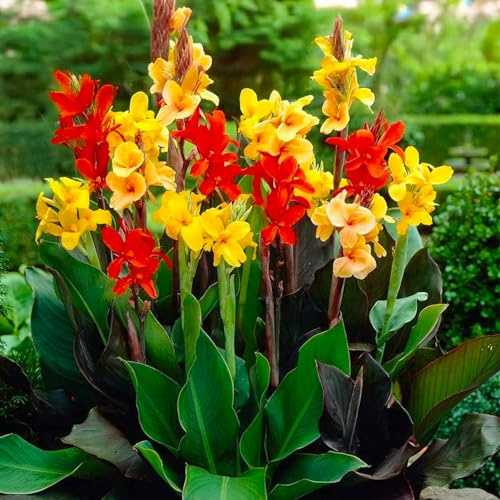 Bulbes (Rhizomes) de CANNA INDICA | Bulbes des meilleurs producteurs néerlandais | Sélection exclusive et contrôle qualité | Floraison garantie dès la première année. (5 Canna en Mélange)