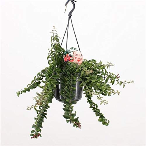 Aeschynanthus 'Twister' 50-70 cm - Ampelpflanze | Hängende Schamblume & Lippenstiftpflanze für Innenräume