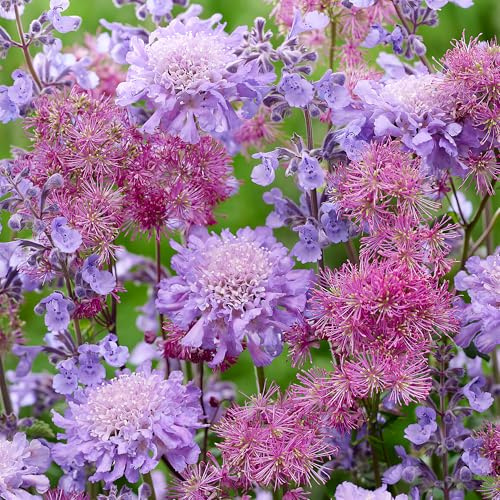 GardenersDream 2x Thalictrum Pflanzen im Topf – Farbenfrohe Rosa Wiesenraute Mehrjährige Gartenpflanzen – Blühende Sträucher für den Außenbereich (inkl. 11 cm Topf)