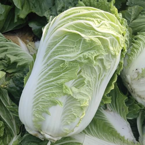 Pak Choi - Cavolo cinese d'appartamento invernali vaso balcone rialzato letto semi biologici 500pcs