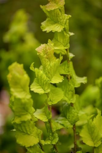 Goldulme Ulmus hollandica Wredei 80 cm Stamm Solitär winterhart | Goldgelbes Laub, sonniger bis halbschattiger Standort, dekorative Krone, robust, ideal als Hausbaum