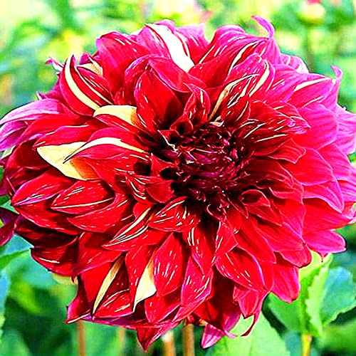 Mehrfarbig Ertragreicherg. Verschiedenen Farben, Winterhart dahlien, Einfach Anzubauen, Pflegeleicht, Lange Blütezeit, Doppelte Blüte-4 Dahlien -D