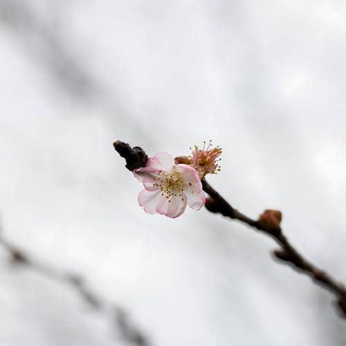 Vivai le Georgiche - Pianta vera di Prunus Accolade Ciliegio giapponese, Ciliegio da fiore - altezza alla vendita 80-100 cm