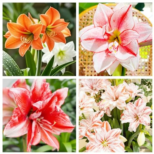 Amarilis bulbo/bulbos amarilis-Adecuado para plantar en jardines y balcones.-1 Bulbo-F