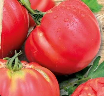 KS449 Tomato Pink Brandywine Old Varieties Seeds Vegetable Garden KS49 Seeds Plants Shop Seed Bench Pullingen Patrik Ipsa Pack of 15