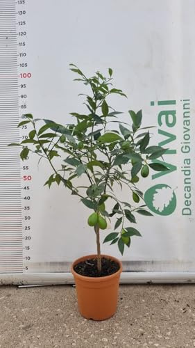 Pianta di LEMONQUAT in vaso 20 cm (foto reali) altezza cm 70/80 CM