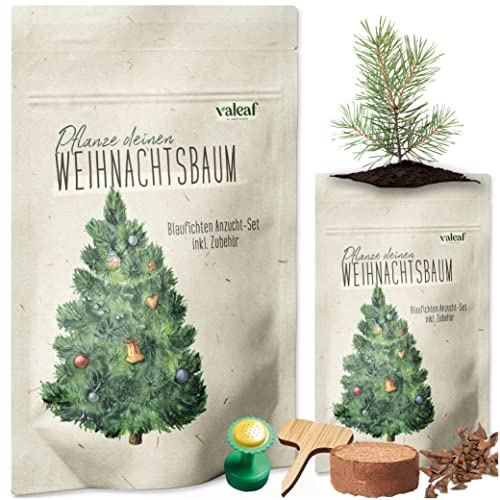 valeaf Weihnachtsbaum Anzucht Set I tolle Geschenk-Idee, Wichtelgeschenke Weihnachten, Nikolausgeschenke und Garten Geschenke I Weihnachtsbaum aus der Dose (Blaufichte 2)