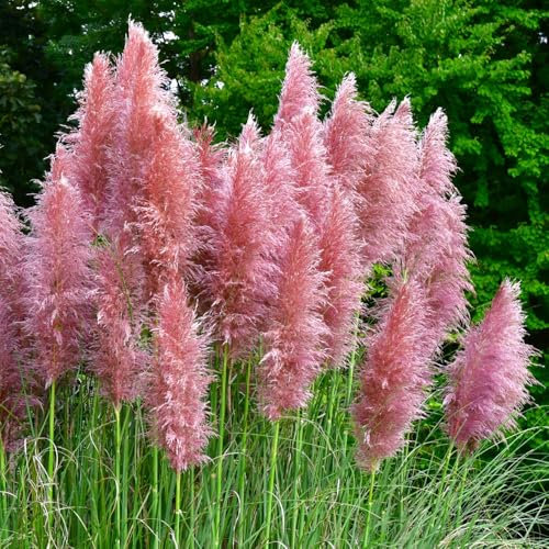 You Garden - 3 x Cortederia Selloana Rosea Pampas Grass Pink in 9cm Pot - Garden Ready Pamapas Grass Supplied as 3 x Established Plant in 9cm Plant Pot