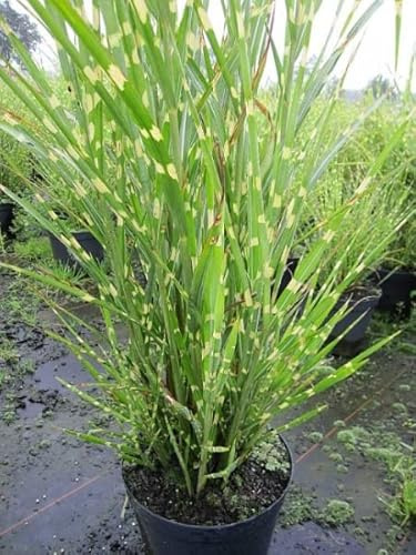 Miscanthus sinensis Zebrinus strictus - Zebra-China-Schilf - Stachelschweingras - Zebragräser