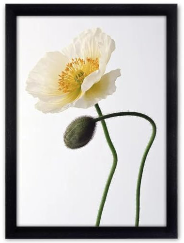 Diompirux Schwarz Holz-Rahmen DIN A3 29.7 x 42cm Bilderrahmen, ideal bruchsicherem Glas, Groß Modern Rahmen Echtholz Bilderrahmen, Rahmenbreite 2 cm, für Kinderzeichnungen/Kunstwerken/Ausstellung