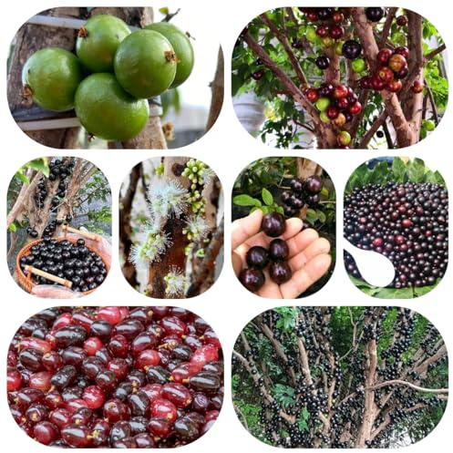 semillas de jabuticaba resistentes para el jardín en extremadamente orgánicas fresca perennes 300pcs