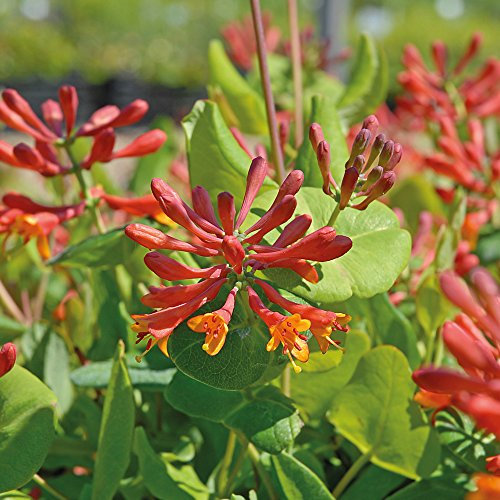 Honeysuckle Plant Red Climbing Shrub with Masses of Scented Colourful Flowers Perfect for Cottage Gardens, 2 x Lonicera Dropmore Scarlet in 9cm pots by Thompson and Morgan
