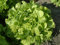 Graines Laitue feuille de chêne blonde (à couper)- sachet de 3 grammes (environ 2000 graines) - Lactuca/sativa/Asteraceae - Graines de style