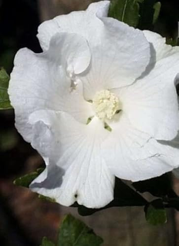 Garten Eibisch William R. Smith - Hibiscus syriacus William R. Smith (40-60)