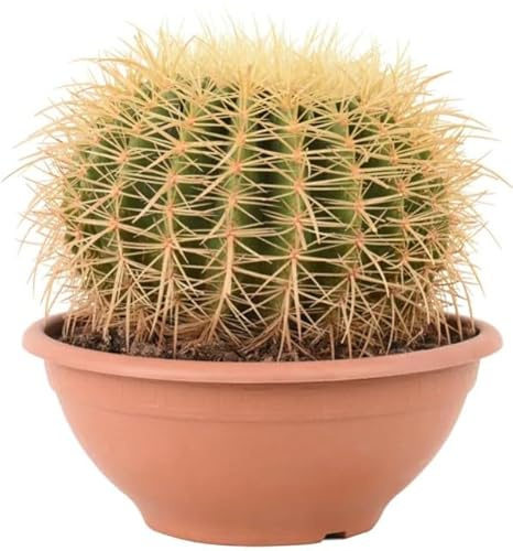 Cactus Erizo Echinocactus Grusonii una Planta Resistente y Auténticamente Natural