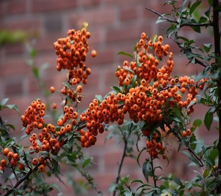 50 semi di albero pyracantha