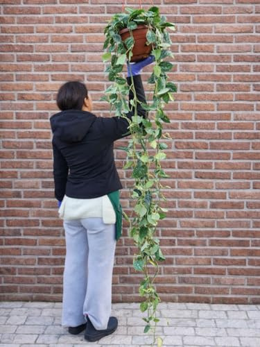 POWERS TO FLOWERS - POTOS, SCINDAPSUS PICTA IN BASKET XL, 20CM DIAMETRO, pianta vera