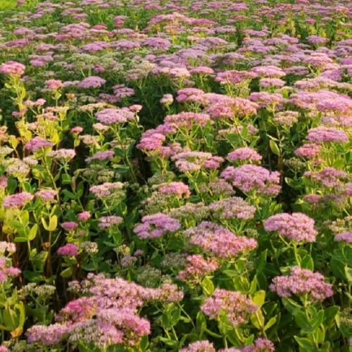 Semillas de sedum, resistentes jardines de rocas variedades antiguas resistentes semillas extraño cubierta productos sostenibles 120pcs
