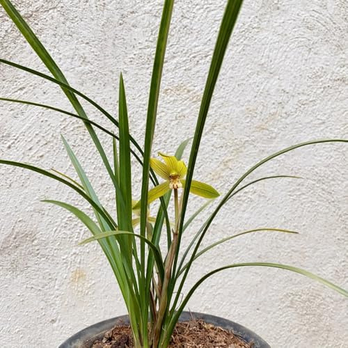 semillas de orquídeas, exóticas balcón resistentes 200pcs