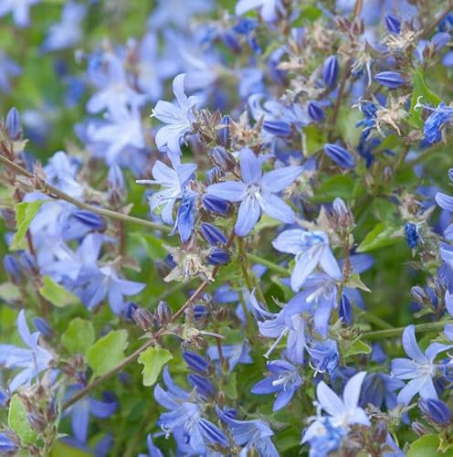Glockenblume blau - Campanula poscharskyana - lebende Gartenpflanze aus den Baumschulen