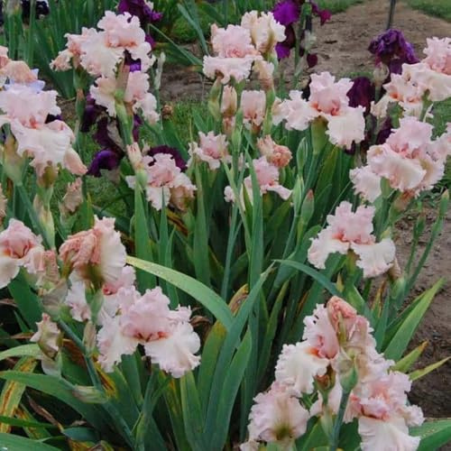 Semi di Iris - da giardino biologici Iris tettoria - Le perenni sono autunnali semi di le da giardino roccioso sono 60pcs