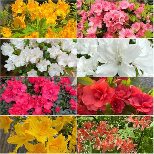 rhododendron winterhart - dekopflanzen zierbaum winterhart garten winterharte bonsai rhododendron immergrüne kübelpflanze azalee balkonpflanzen 120samen