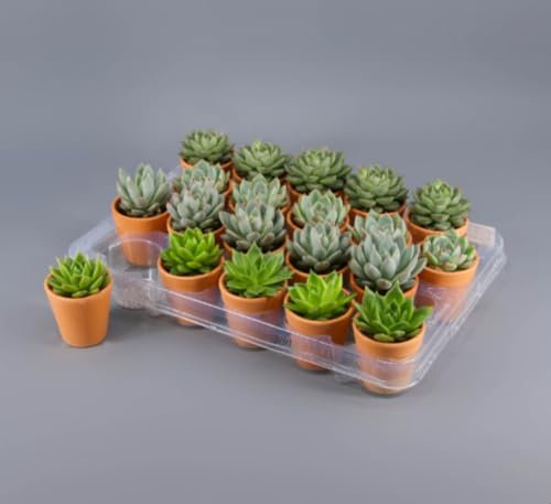 Pack de 20 plantas Echeveria Barro, altura de 10 cm en maceta de 6,5 cm. Suculenta compacta, elegante y fácil de cuidar para interior o exterior. Segura Garden.