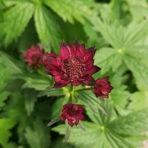 semi di ombrella stellata di campo, aiuole rialzate stella ombrella resistenti all'esterno, balcone di vecchie varietà, 300pcs