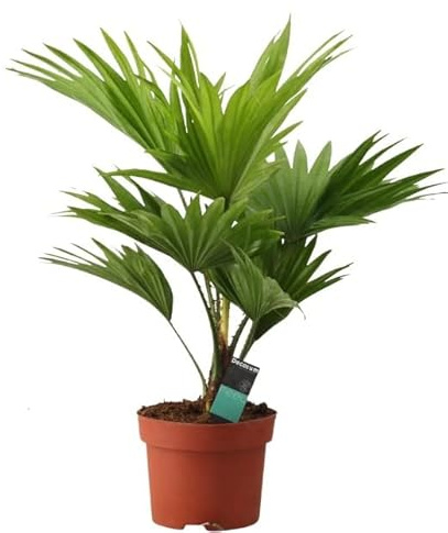 Palmera Natural - Livistona - Planta de Interior Fácil de Cuidar