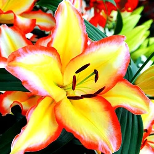 Lilienzwiebeln Baumlilie Riesenlilien Lilium Zwiebeln Onion Knollen Winterhart Frische mehrjährig duftenden Prachtblüten (Rising Moon)