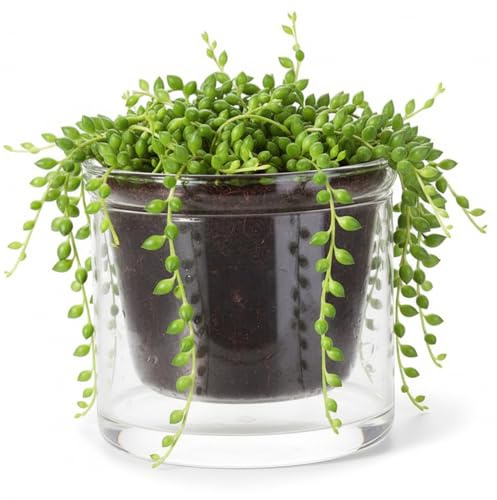 Macetas semihidropónicas, macetero de vidrio transparente con riego automático, macetero de raíz desnuda de 3, 74 pulgadas con depósito para violeta africana, plantas de interior, decoración de escrit