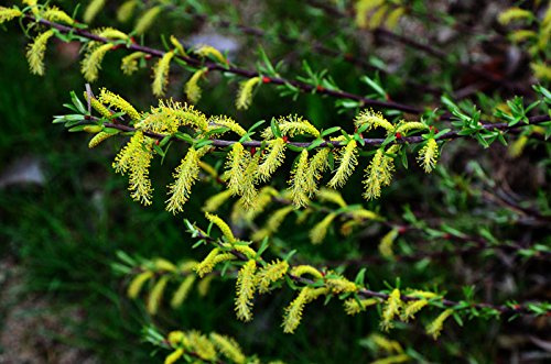 Weide Rosmarinweide Salix rosmarinifolia Containerware 60-100 cm