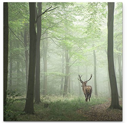 Paul Sinus Art Leinwandbilder | Bilder Leinwand 60x60cm Hirsch im Wald