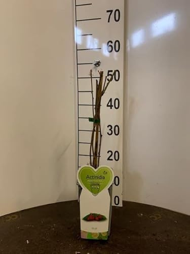 Kiwi Actinidia Arguta Ken's Red su vaso alto in confezione da 2 piante